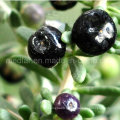 Medlar Glycine Betaine Vitamin Polissacarídeos Black Wolfberrry Fruit